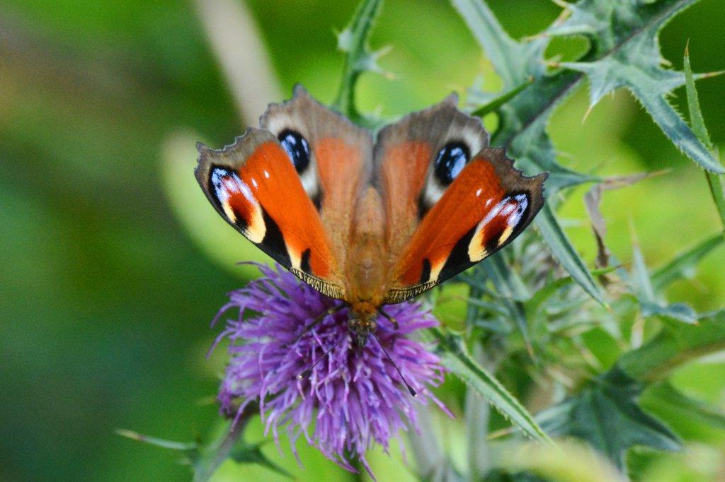 クジャクチョウDSC_1624.1