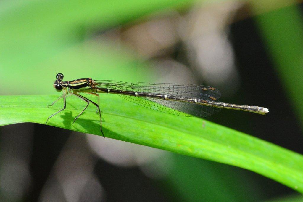 モノサシトンボ♀DFS_0063.1