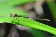 モノサシトンボ♀DFS_0063.1