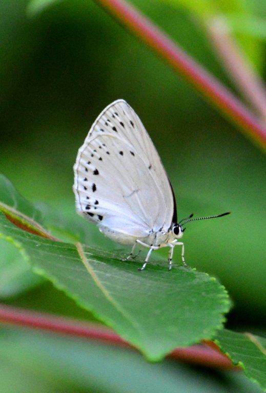 ウラゴマダラシジミDFS_0304.1