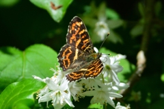 サカハチチョウ春型DFT_7142.1