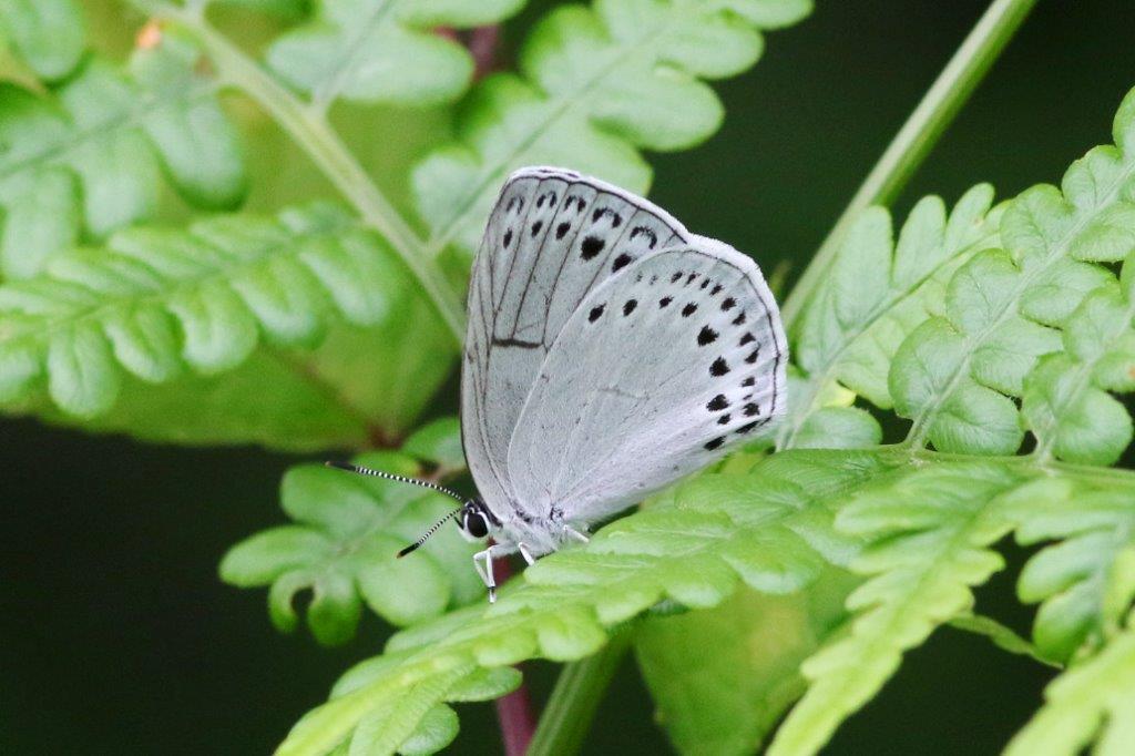 ウラゴマダラシジミ♂　VL9A6556.1