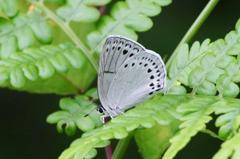 ウラゴマダラシジミ♂　VL9A6556.1