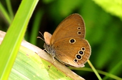 ヒメヒカゲ♂IMG_7257.1