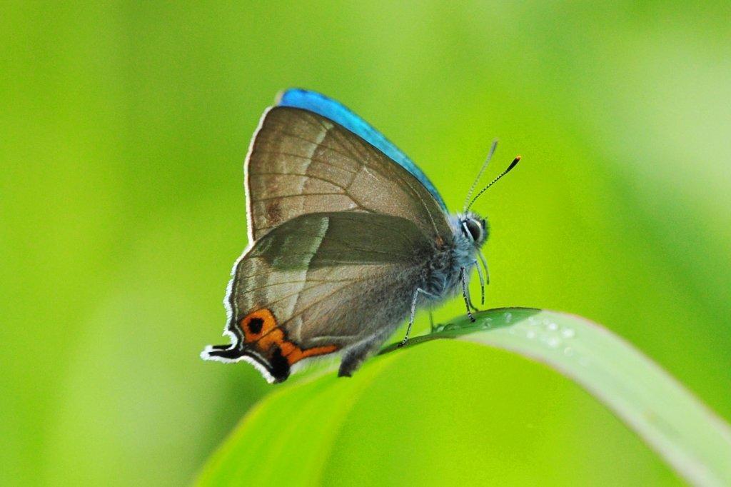 エゾミドリシジミ♂FMP_2262.1