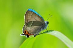 エゾミドリシジミ♂FMP_2262.1