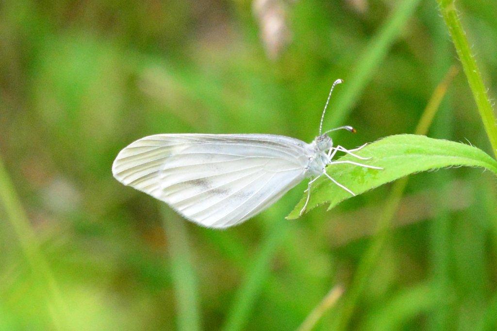 ヒメシロチョウ♂