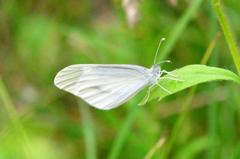 ヒメシロチョウ♂