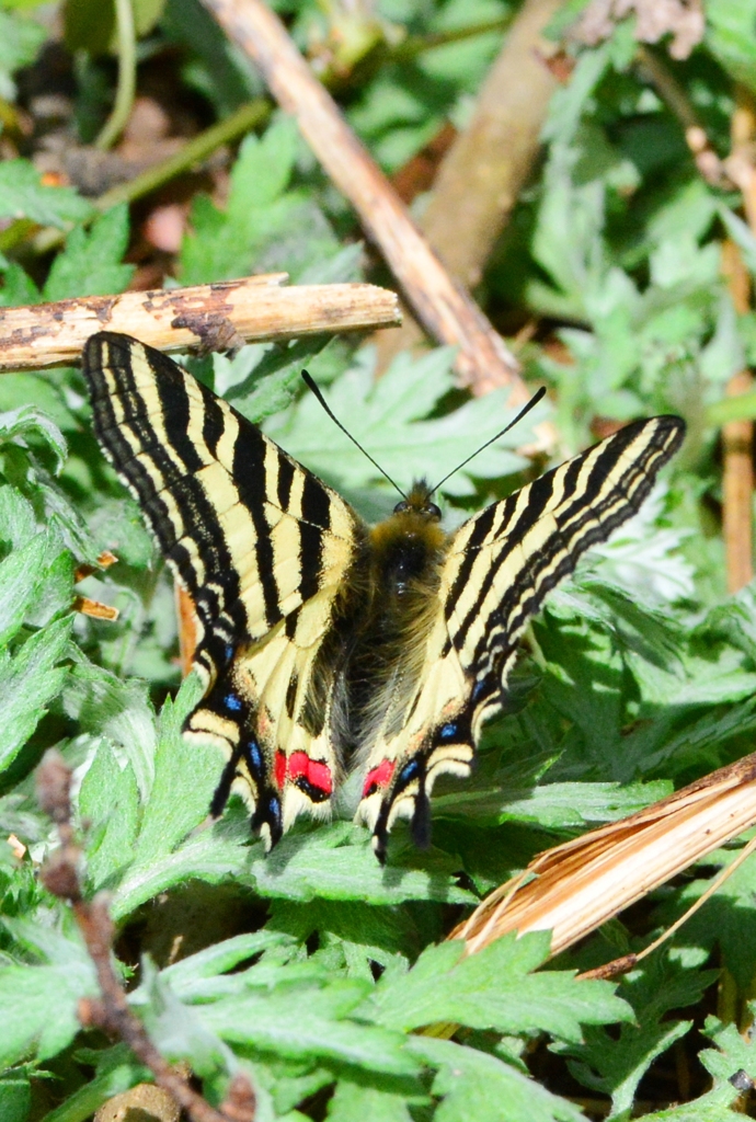 ヒメギフチョウ♀ DFS_7206.1