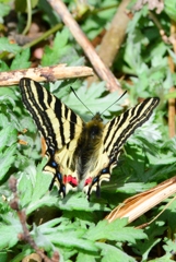 ヒメギフチョウ♀ DFS_7206.1