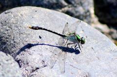 アオサナエ♂　GV4A2392.1