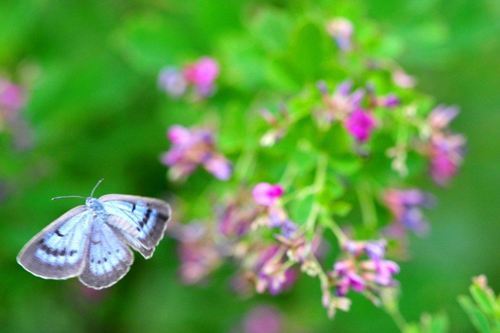 ゴマシジミ♂飛翔FMP_3434.1