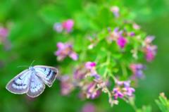 ゴマシジミ♂飛翔FMP_3434.1