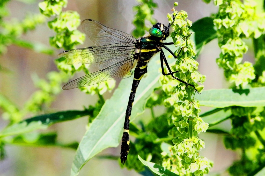 コヤマトンボ♂　L9A0648.1