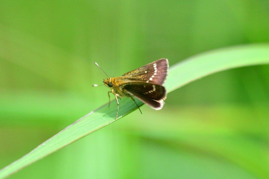 ホシチャバネセセリ♀