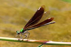 アオハダトンボ♀　GV4A2594.1