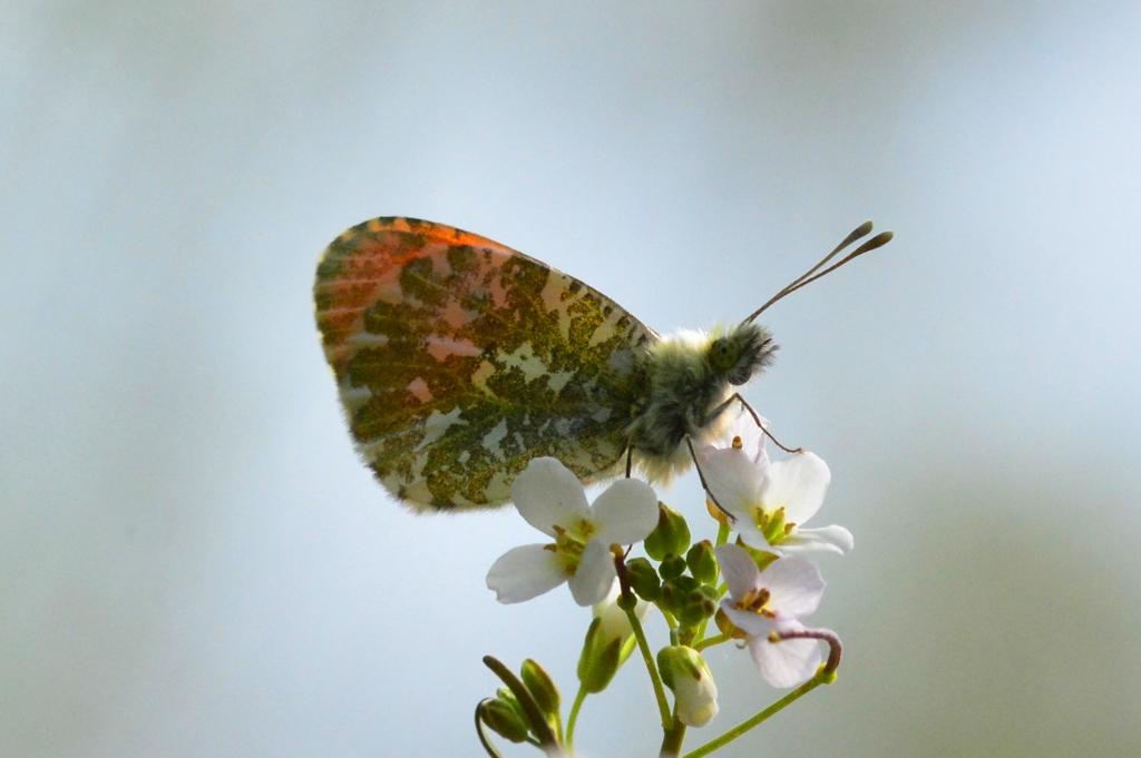 クモマツマキチョウ♂　DFS_9849.2　