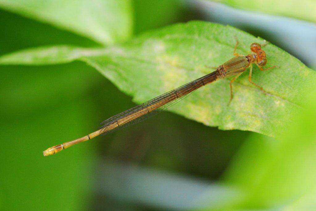 ベニイトトンボ♀FMP_0102.1