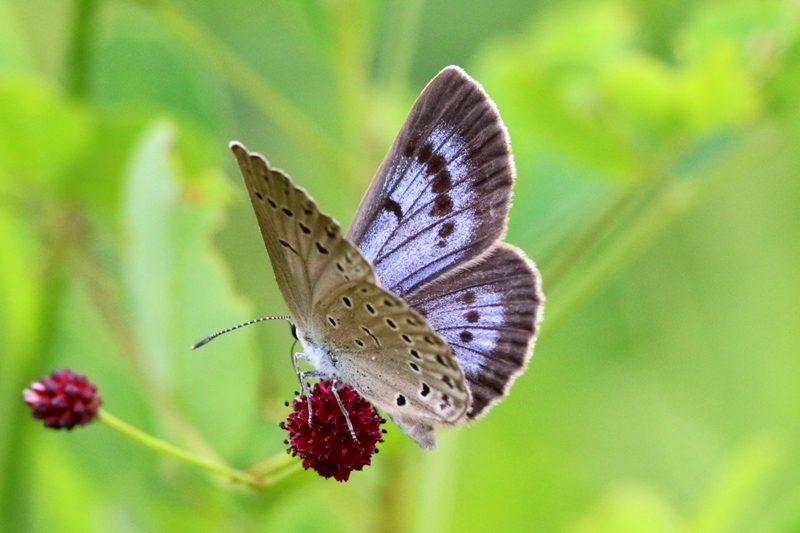 ゴマシジミ♂IMG_9457.1ｺ