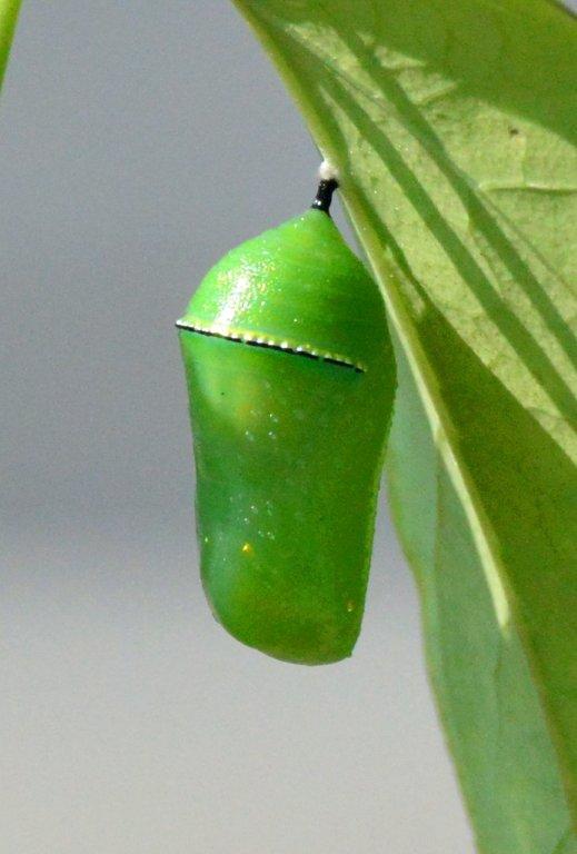 カバマダラ蛹DFS_4122.1