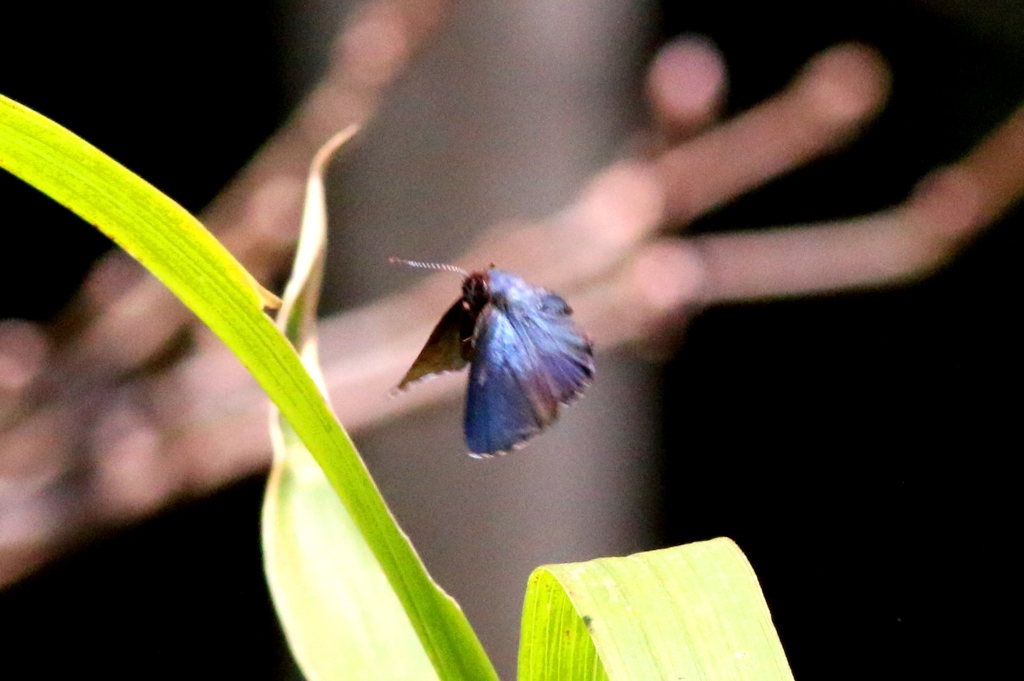 コツバメ　IMG_0876.1　