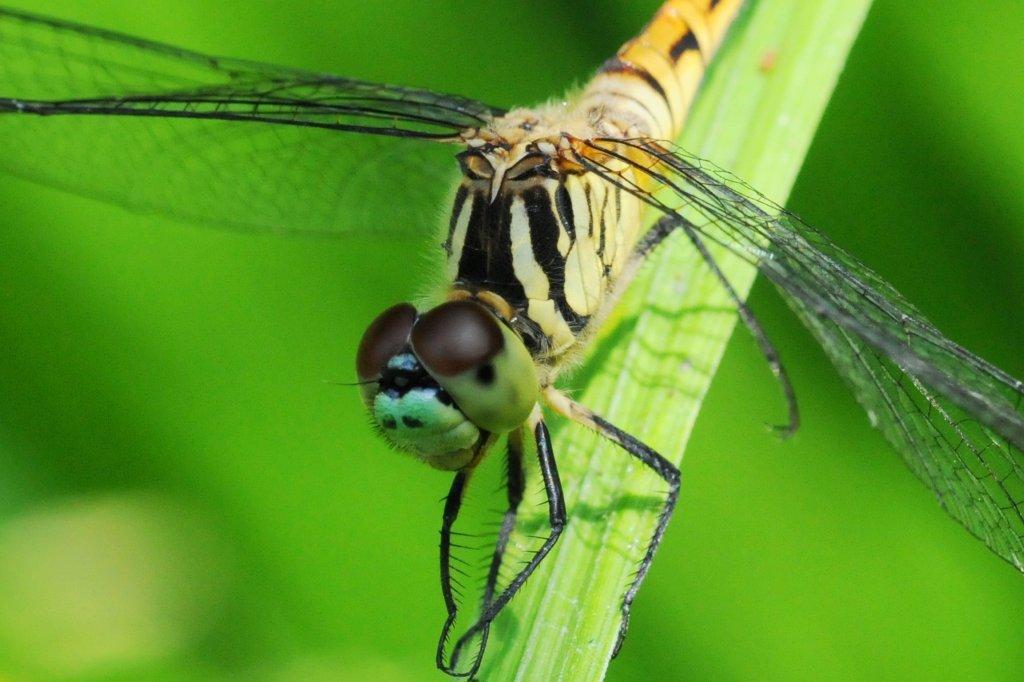 マイコアカネ♀FTS_2399.1