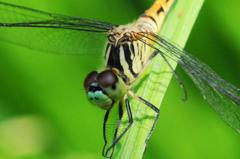 マイコアカネ♀FTS_2399.1