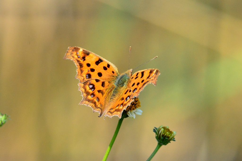 キタテハDFS_4048