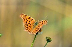 キタテハDFS_4048