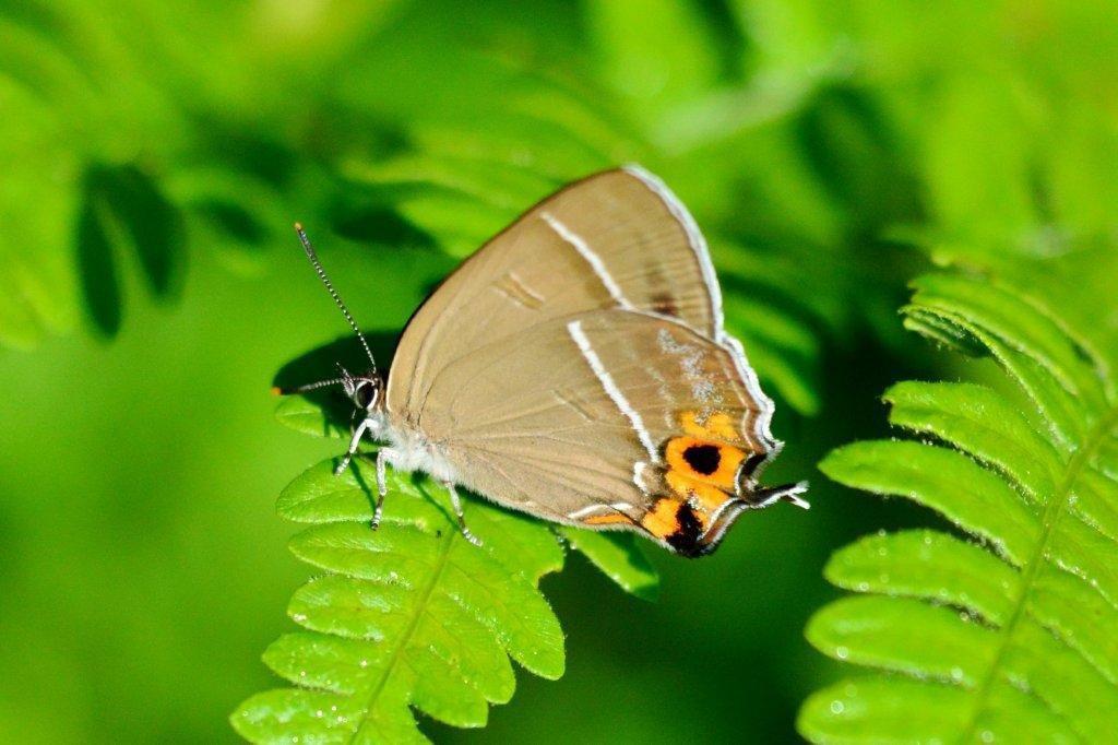 メスアカミドリシジミ♀