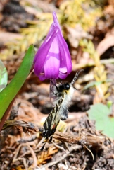 ギフチョウ DFS_7264.1