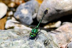 アオサナエ♂　GV4A2465.1