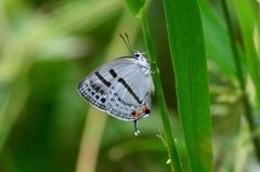 ミズイロオナガシジミDFS_0091.1