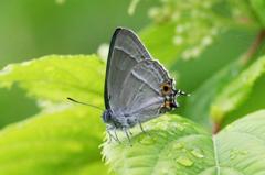 オオミドリシジミ♂　VL9A6652.1