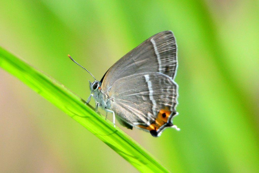 エゾミドリシジミ♀DFS_1424.1