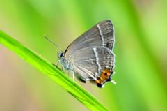 エゾミドリシジミ♀DFS_1424.1