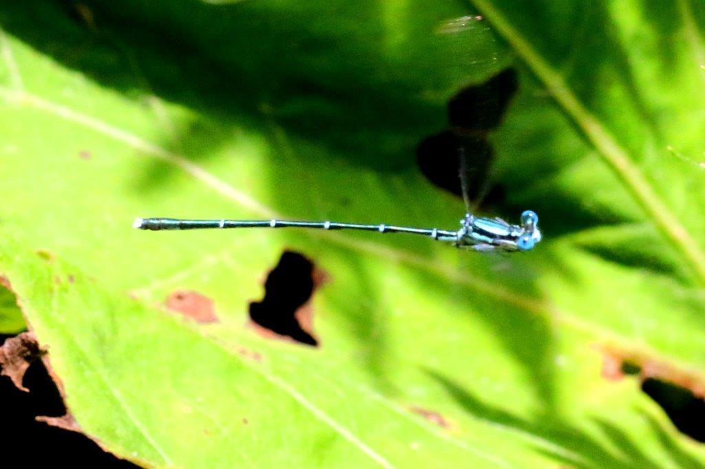 アマゴイルリトンボ♂♀　GV4A6546.1