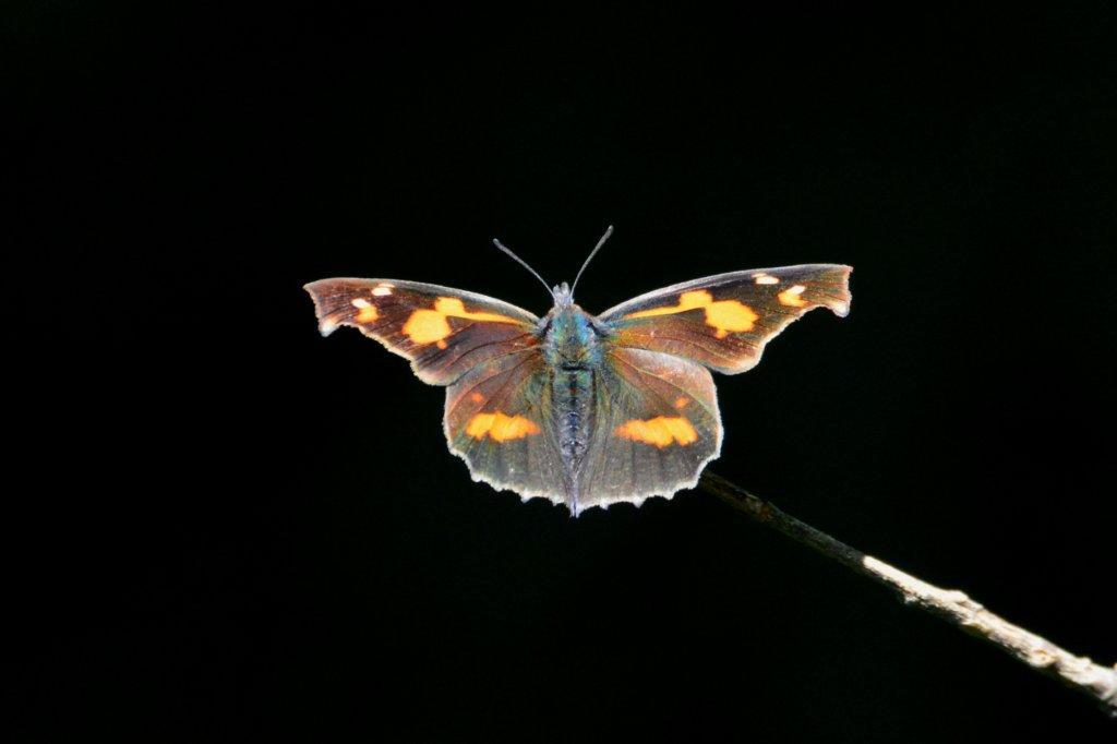 テングチョウDFS_0179.2