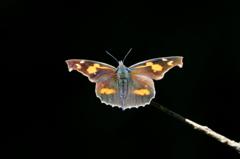 テングチョウDFS_0179.2