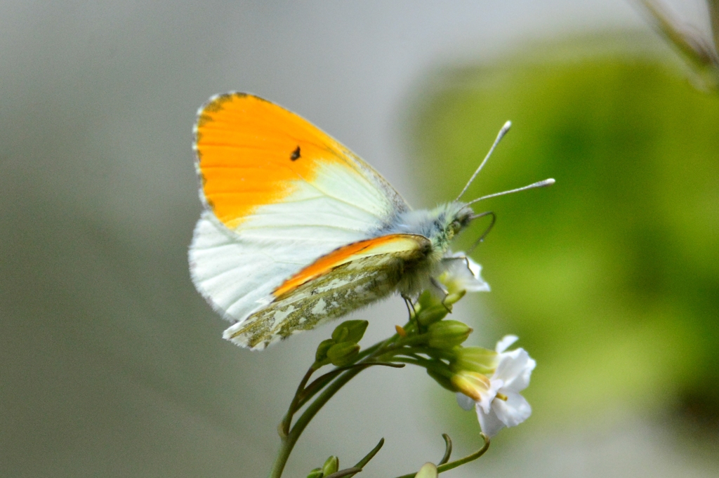 クモマツマキチョウ♂　DFT_7546.1　