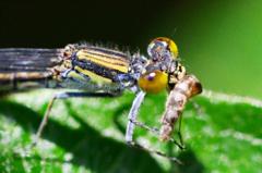 ムスジイトトンボ♀捕食中