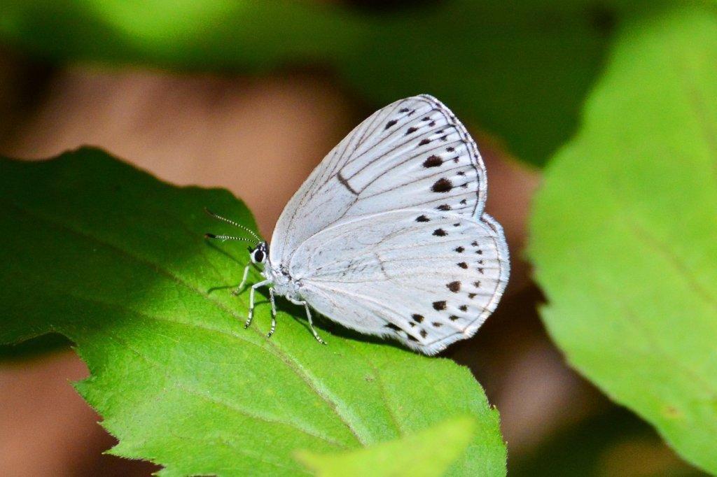 ウラゴマダラシジミ♂