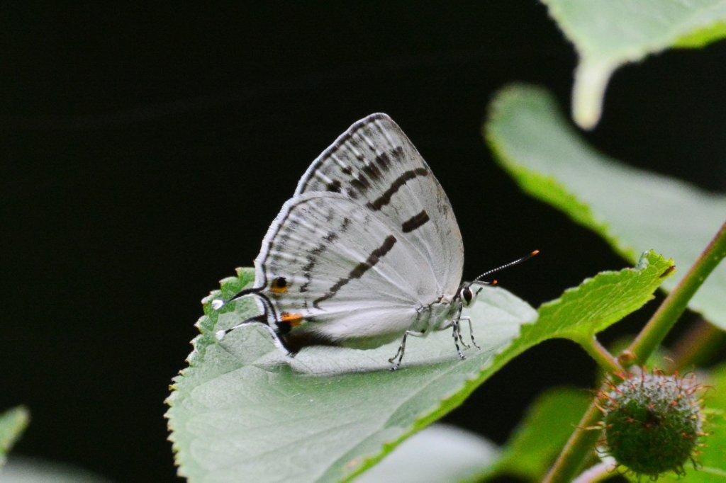 ミズイロオナガシジミDFS_0142.1