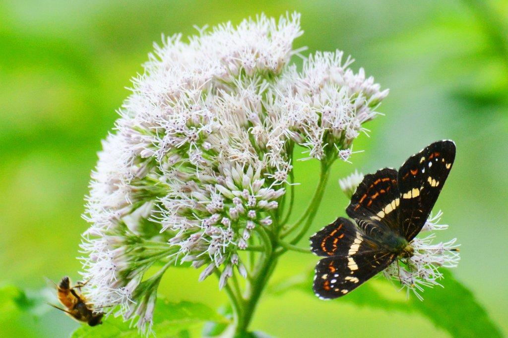 サカハチチョウ夏型DFS_2765.1