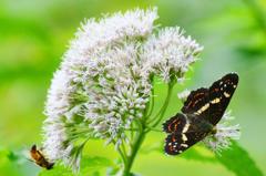 サカハチチョウ夏型DFS_2765.1