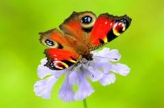 好きな蝶と好きな花