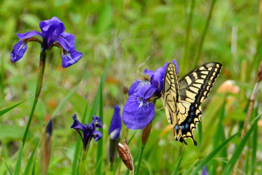 キアゲハとあやめ