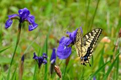 キアゲハとあやめ