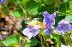 クモマツマキチョウ♂飛翔　DFS_9962.1　