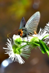 アオバセセリFTA_0193